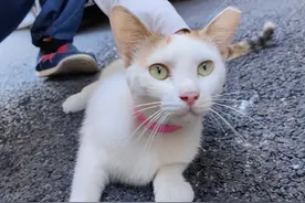 小区流浪猫怎么管？这些小区探索出了新方法图片