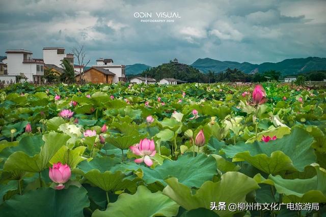 一个被严重低估的宝藏地！卸载48小时城市内卷，到鹿寨中渡加载山水与人间烟火