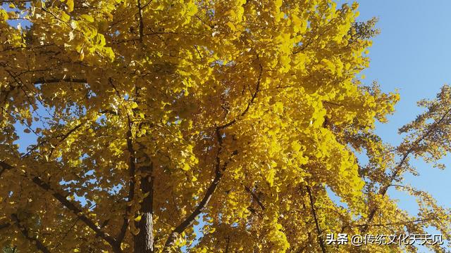 染黄了整个世界银杏叶醉了人心