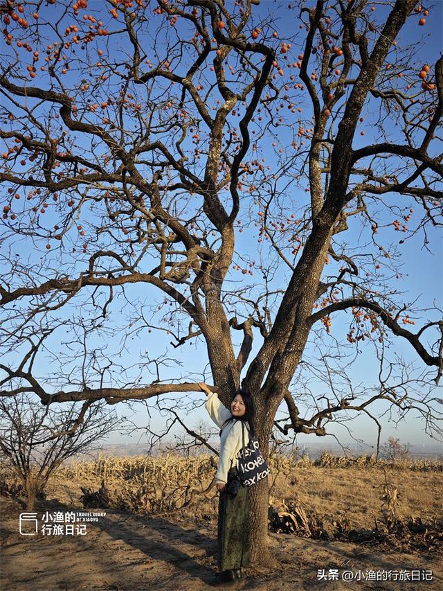 今冬顶流！陕西这片柿子林爆火出圈，美到封神！攻略来啦