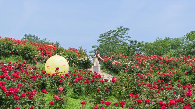 花不醉人人自醉，闯入千亩玫瑰海，醉倒在五月的香气里