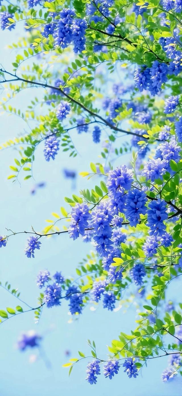 手机壁纸|治愈系的自然美景