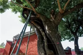 “京城十二名槐”,每一棵都记录着北京城的故事图片