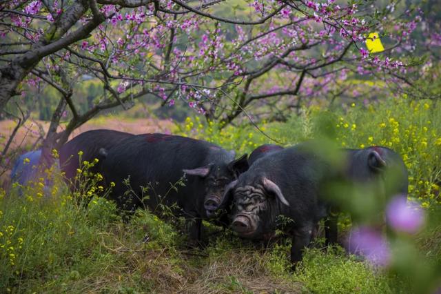 地名里的重庆 | 巴南姜家镇，因姜氏酿酒成名
