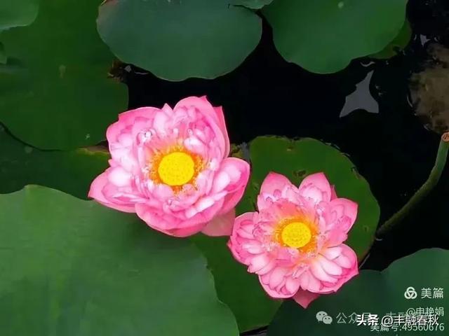 邂逅北京房山牛口峪湿地公园:工业废水的生态蝶变| 申艳娟
