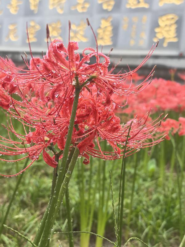 西安:彼岸花盛开宛若烟花 引市民游客围观
