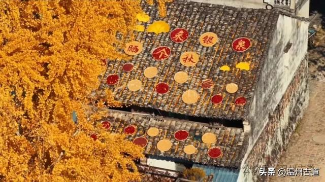 鎏金满村!温州424岁银杏王,把初冬美成了宋韵诗卷!