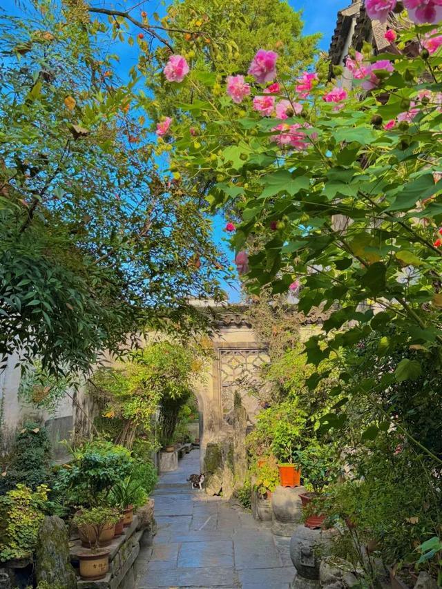 这个秋日，西递超好看的！| 皖美秋日