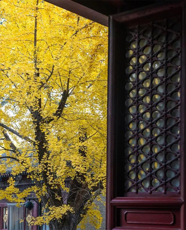 接下来2个月，这16个地方的秋色迎来“封神”之作，挑一个出发！