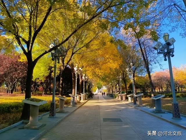 收藏！秦皇岛“银杏观赏地图”出炉，这八处胜地解锁璀璨深秋~