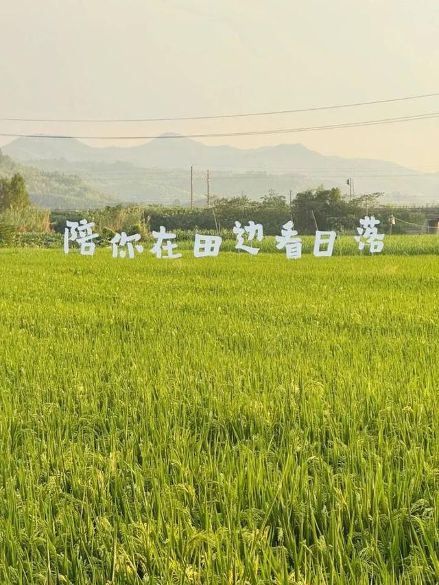 周末出发，拍出朋友圈最高赞秋天！在杭州北翼，寻获5片新潮稻田秘境