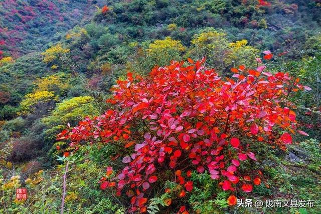 醉美文县：秋色斑斓大岭梁