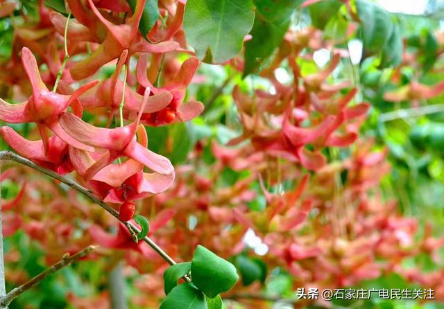 秋色烂漫，果趣正浓民防公园的“秋日小精灵”上线啦