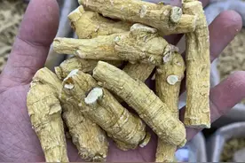 西洋参的功效图片