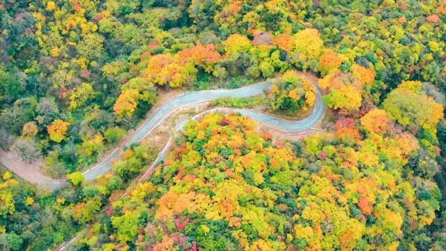 央视点赞的旺苍红叶有多绝？这些亮眼特色，承包你整个秋天的浪漫