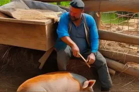 民间故事:。男子半夜搂着母猪睡，母猪笑了图片