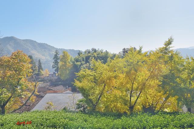 深秋，到政和大岭村看银杏黄叶去。