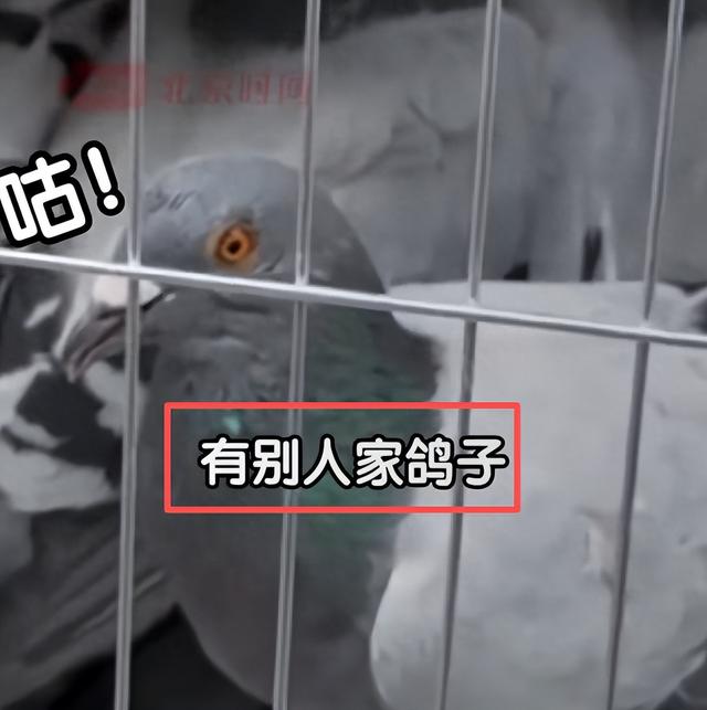 阅兵放飞信鸽翻车现场：不少鸽子“越狱”，原因曝光让养鸽人泪崩