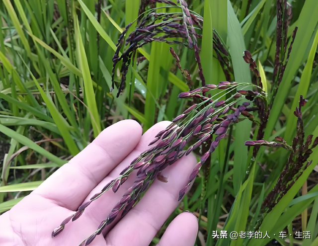 认识中国每一个县——第164站：江苏·苏州·张家港市（县级市）