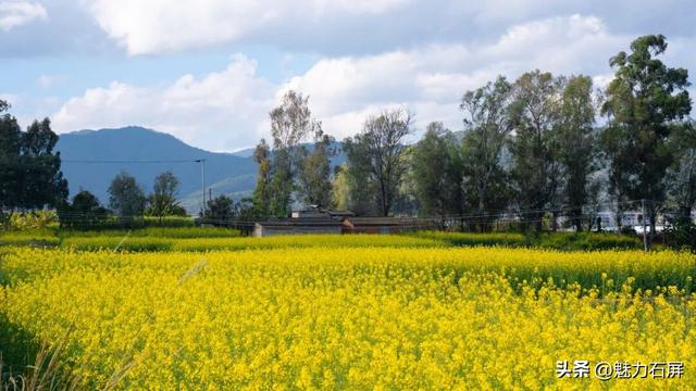 不等春风 石屏宝秀限量配色已上线