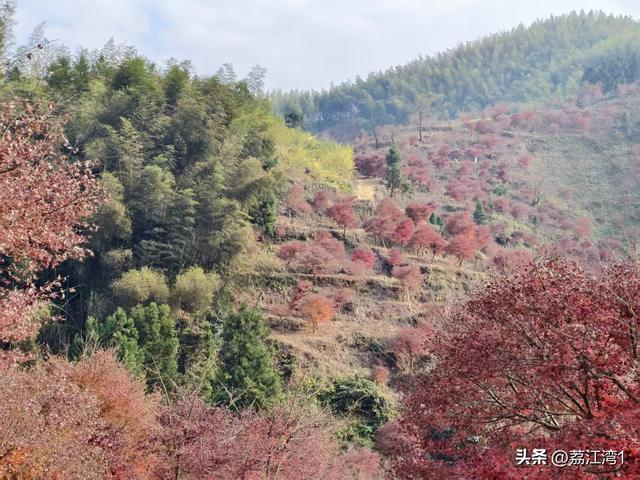 蓝山谷记：与十万株红枫的相遇