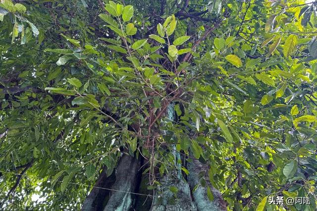 大理有棵黄葛树已经600多岁,曾被砍去一半,如今却枝繁叶茂