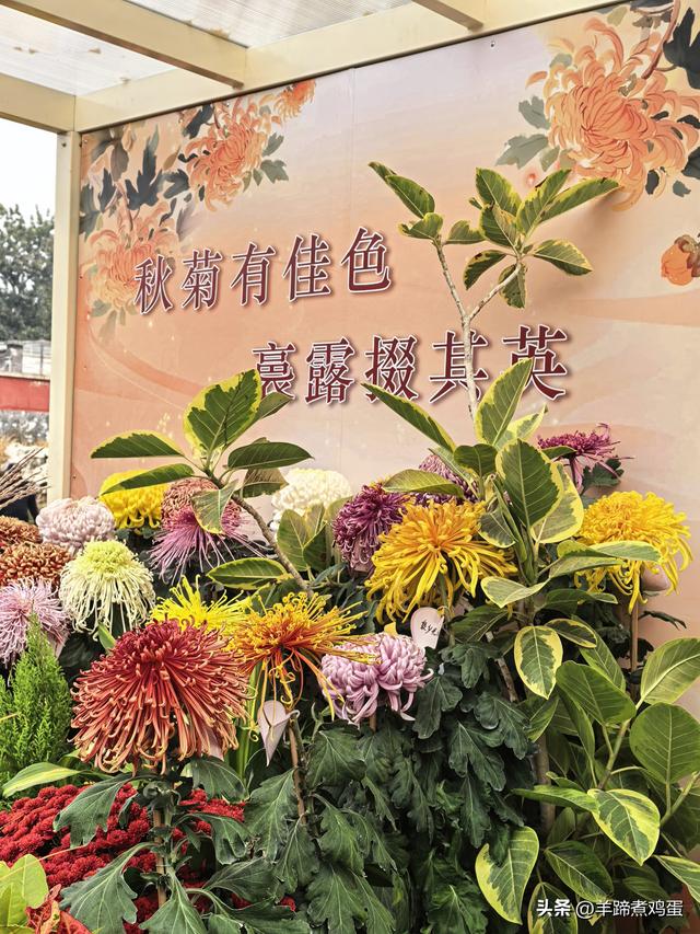 秋风独宠一园菊，晚来香艳出樊篱——北京北海公园2025年菊花展