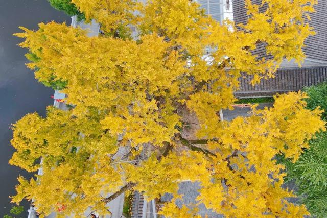 快来如皋打卡，错过就要等一年了🤩🤩🤩