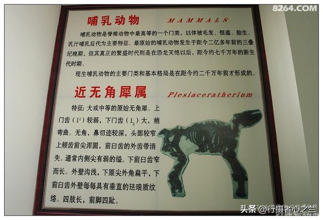 山东行游影记（28）—平邑天宇自然博物馆（三）