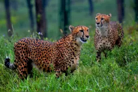 太原动物园活动预告图片