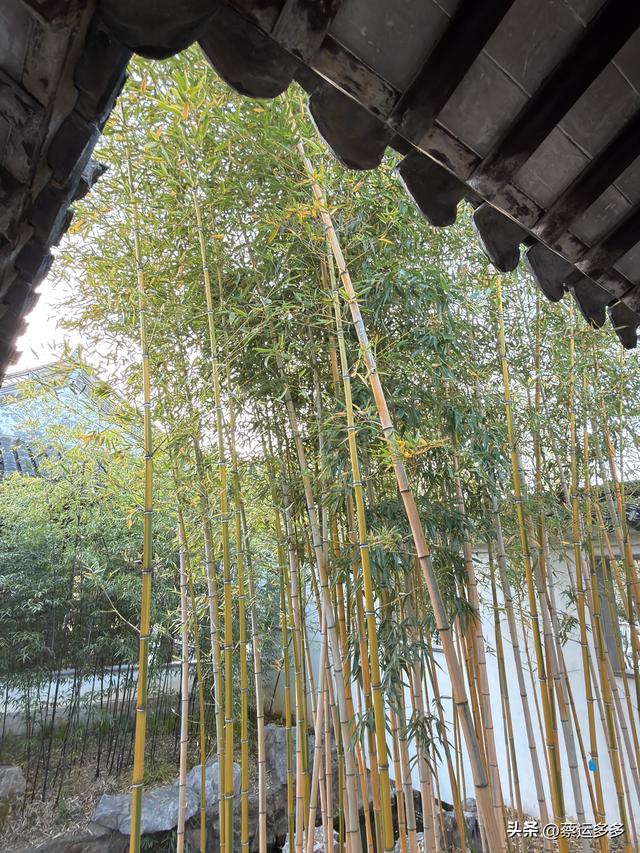 沪上园林古猗园已达颜值巅峰