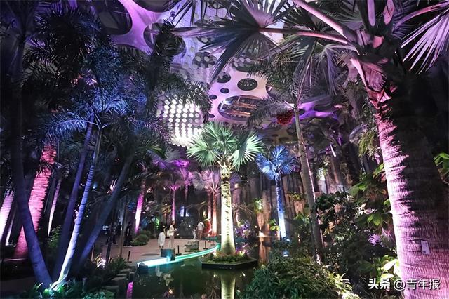 解锁夏夜新玩法！上海温室花园首次化身“夜间花园”