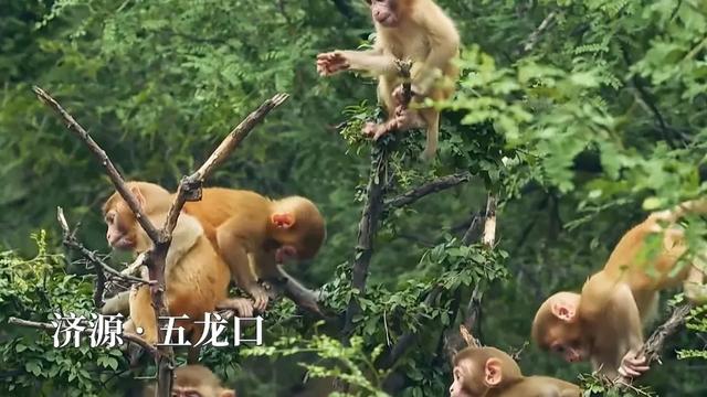 沿着太行游河南，行走壮美山水间！