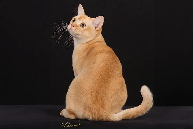 全世界100个宠物猫品种大赏！