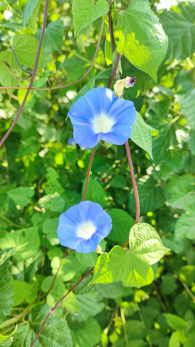 牵牛花的寓意与象征