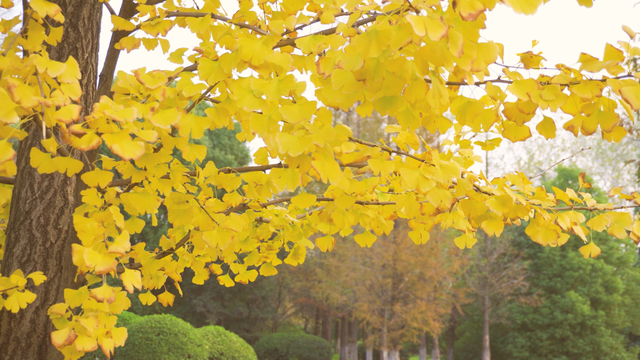 广饶初冬的仪式感来了！