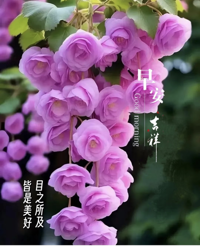 每日100句吉祥祝福语，最美的问候语大全，祝福朋友们快乐吉祥