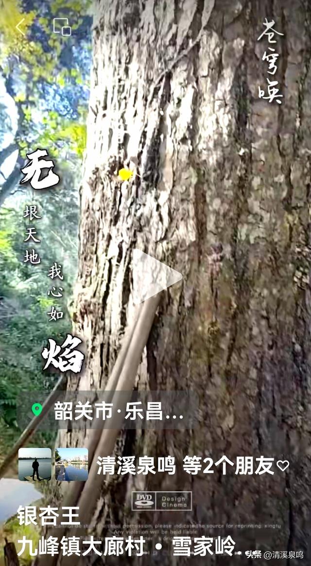 九峰大廊古银杏：岁月长青里的绿美乡愁