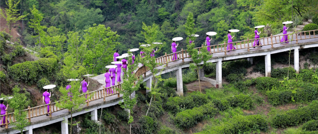 本地特色与茶旅融合