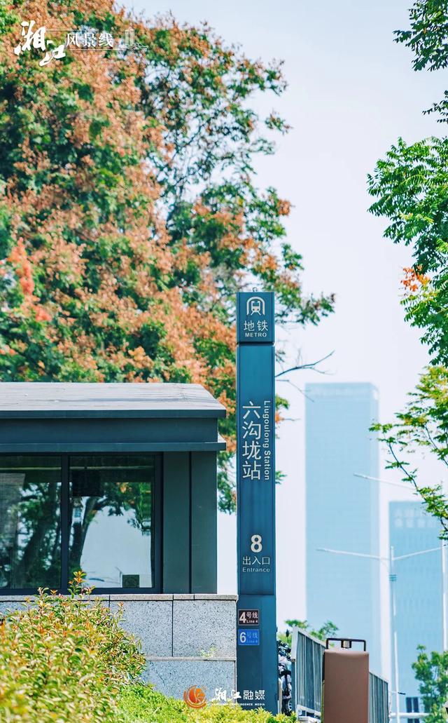 这样的桐梓坡，你一定没见过！