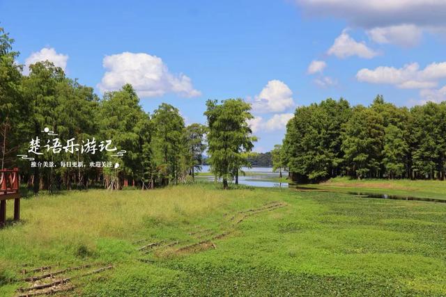 浙江宁波的网红水杉林，绿色意境也很美，白鹭与牛群很有草原风情