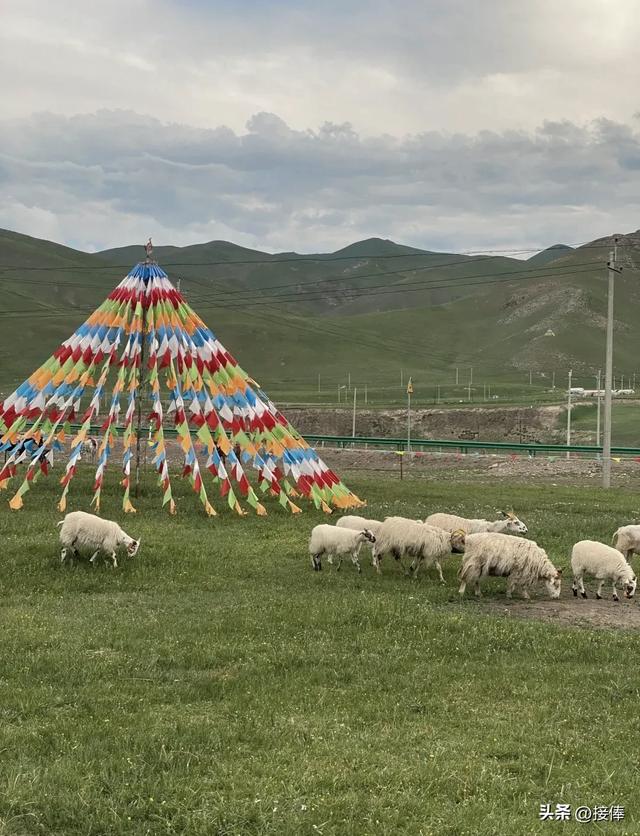 张传禄：祁连山大草原印象记