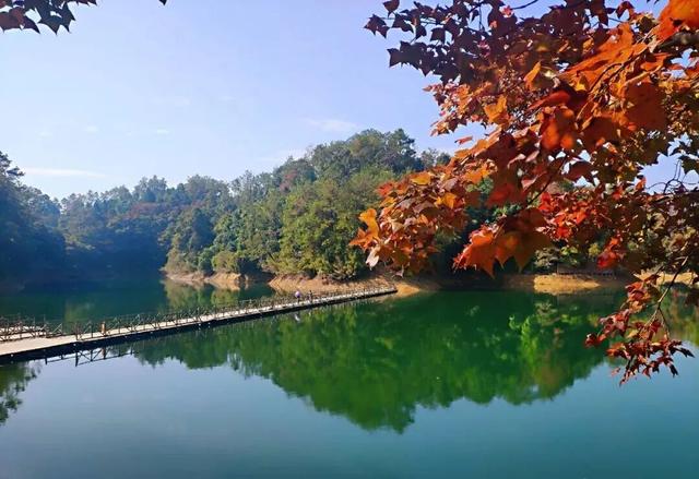 如画上犹，“枫”景独好！