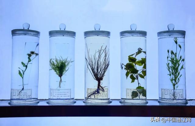 博物馆的玻璃柜内外：千年蒙医药的过去被珍藏，未来正在书写……