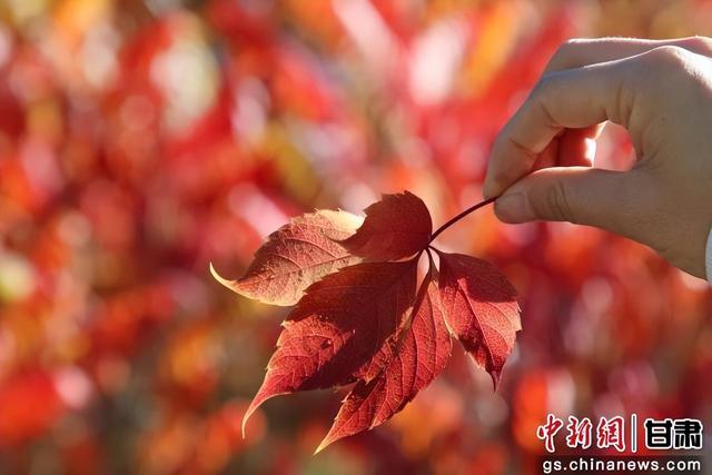 武威天马湖畔 赏一季鎏金 品岁月安然