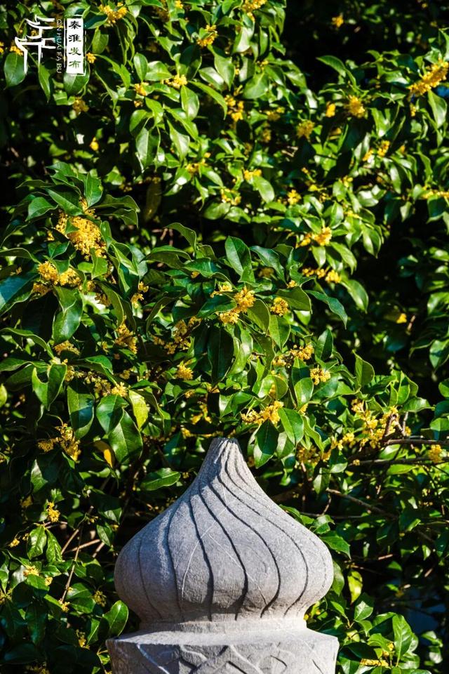 花样秦淮｜秋桂
