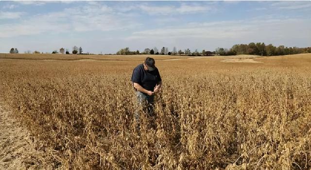 中方刚复购大豆	，美国又变脸，美贸易代表通告全球，继续调查中国