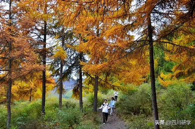 汶川卧龙赏秋正当时 民宿吸引八方客