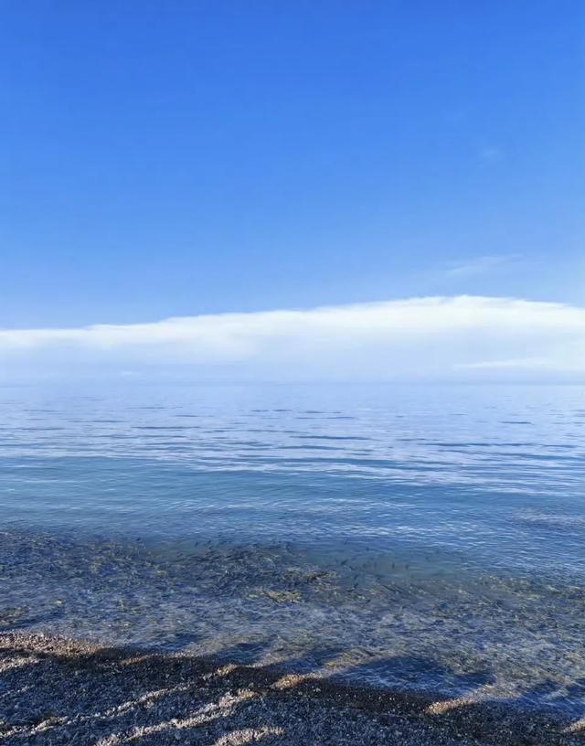 夏日里的青海湖 :花正黄,水正清,天正蓝…