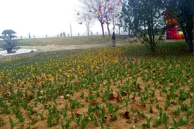 相约四月！今年虞美人广场54万株郁金香将绽放海岸线图片